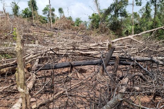 Quảng Trị: Phá rừng tự nhiên, 7 người dân bị phạt hơn 700 triệu đồng