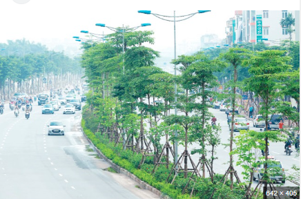 Hà Nội: Quy định mới về quản lý cây xanh đô thị