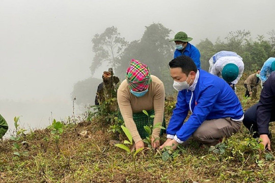 Năm 2023, tỉnh Yên Bái phấn đấu trồng mới trên 15.500 ha rừng