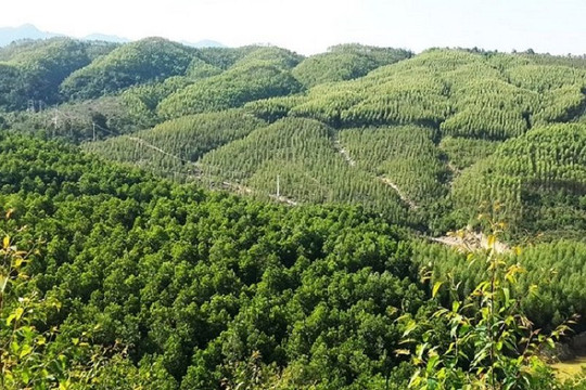 Đồng Nai sẽ trồng gần 3,7 ngàn ha rừng trong năm 2023