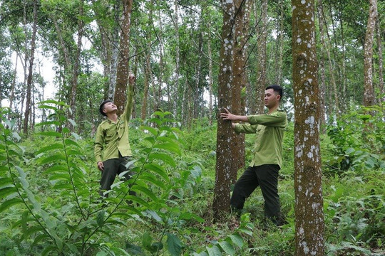 Bình Định: Phê duyệt thiết kế công trình Hỗ trợ trồng rừng sản xuất tại huyện Vĩnh Thạnh