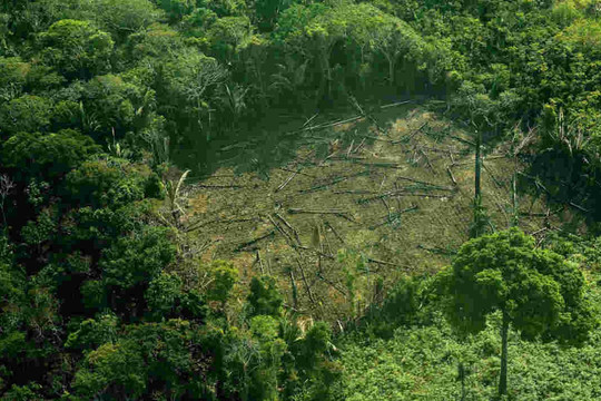 Nạn phá rừng gia tăng gây ảnh hưởng đến lượng mưa trên thế giới