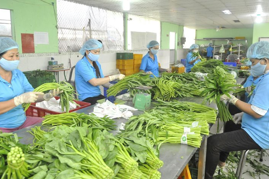 Hà Nội đẩy mạnh xuất khẩu ngành rau quả 