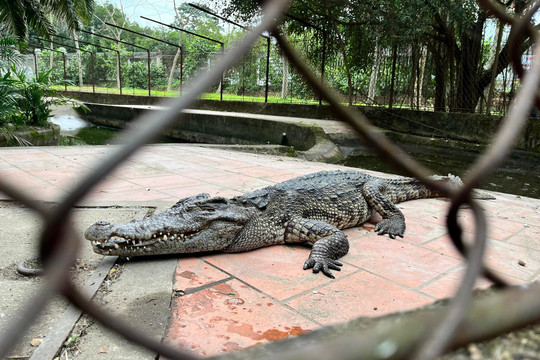 Nghệ An: Công viên dừng nuôi động vật, xin thả đàn cá sấu về tự nhiên
