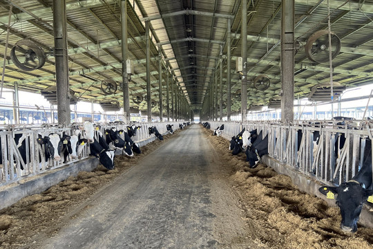 Phú Yên: Xử phạt một công ty nuôi bò sữa 560 triệu đồng vì vi phạm môi trường