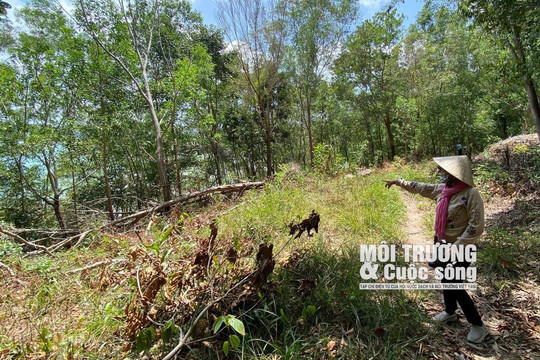 Cần xử lý nghiêm việc phá rừng, mở đường “xí đất rừng” ở Phú Quốc