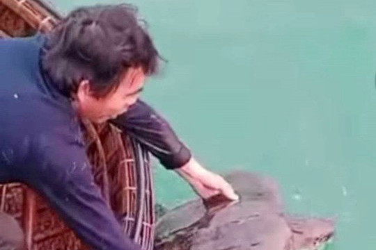 Quảng Nam: Cá thể rùa 25kg mắc vào lưới ngư dân được thả về môi trường biển