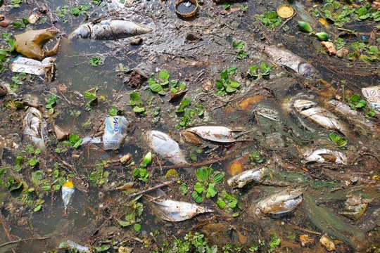 Lâm Đồng: Nước đổi màu, cá chết nổi nhiều trên mặt hồ Xuân Hương
