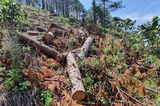 Lâm Đồng: Lấn chiếm hơn 115.000m2 đất rừng, nhóm người bị xử phạt gần 1 tỷ đồng