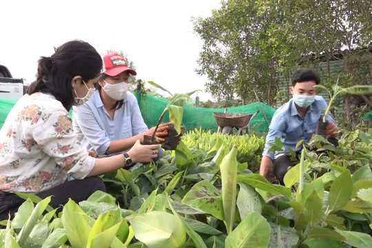 Cô gái Hà Thành nối dài hành trình trồng 1 tỷ cây xanh đến với Phú Yên