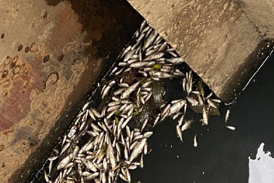 Lạng Sơn: Cá chết nổi trắng hồ điều hòa trung tâm thành phố