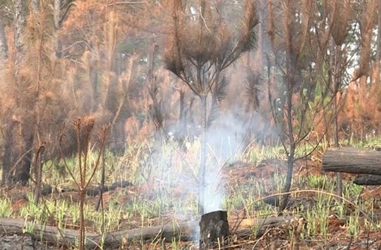 Đắk Nông chủ động phòng cháy rừng thông vào mùa nắng nóng