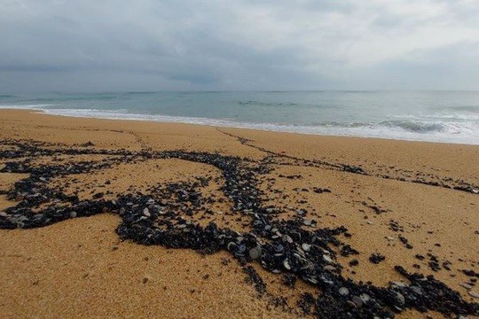Phú Yên: Xuất hiện dầu vón cục, xác nhuyễn thể lạ trên bãi biển