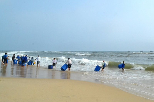 Quảng Nam: Thả 12 nghìn con cá giống xuống khu vực rạn Bà Đậu