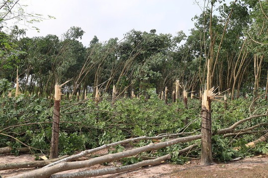 Mưa lớn kèm lốc xoáy làm gãy đổ hàng ngàn cây cao su ở Bình Phước