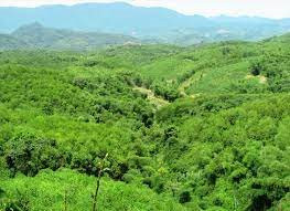 Nghệ An chi 15 tỷ đồng xây dựngchính sách hỗ trợ lực lượng chuyên trách bảo vệ rừng