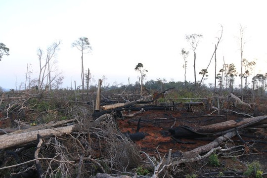 Ngăn chặn nạn phá rừng tại Đắk Nông