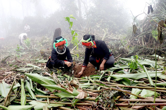 Hà Giang: Huyện Bắc Mê lan tỏa phong trào trồng rừng