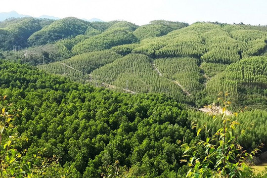 Thanh Hóa có gần 25.400 ha rừng được cấp chứng chỉ FSC