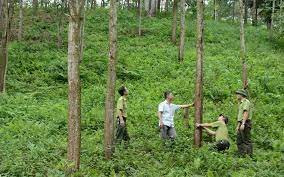 Quảng Trị phấn đấu trồng 30.000 ha rừng chứng chỉ FSC vào năm 2030