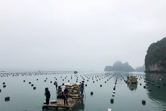 Quảng Ninh: Huyện Vân Đồn tổ chức thu gom phao xốp trôi nổi trên vịnh Bái Tử Long