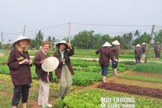 Quảng Nam: Về làng rau Trà Quế Hội An xem rau "ăn" rong