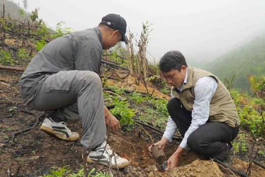Đà Nẵng: Trồng 20.000 cây gỗ lớn góp phần bảo vệ môi trường