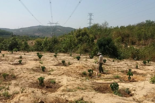 Gia Lai: Thiếu nước tưới, 500ha cây trồng có nguy cơ bị thiệt hại
