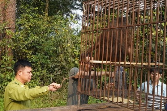 Vườn Quốc gia Tam Đảo thả 2 cá thể khỉ mặt đỏ về môi trường tự nhiên