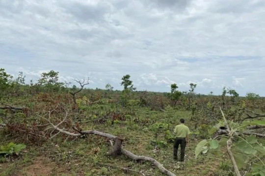 Lâm Đồng: Xử phạt một cá nhân hơn 160 triệu đồng vì có hành vi phá rừng 