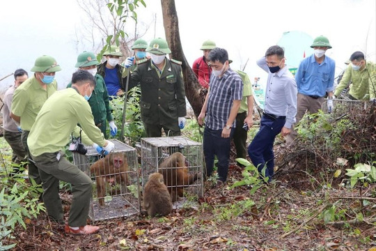 Hà Tĩnh: Thả hàng trăm cá thể động vật hoang dã về Vườn quốc gia Vũ Quang