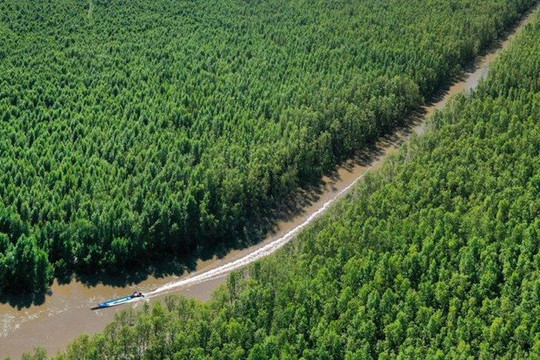 Cà Mau đầu tư hơn 2.000 tỷ đồng cho mục tiêu tỷ lệ che phủ rừng đạt trên 18%