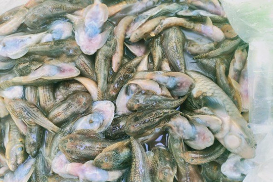 Quảng Nam: Cá chết hàng loạt trên sông Nước Bươu