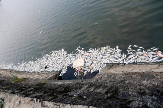 Hà Tĩnh: Cá chết hàng loạt tại hồ điều hoà Bồng Sơn