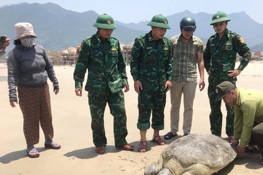 Thừa Thiên Huế: Thả về biển cá thể vích nặng 100kg
