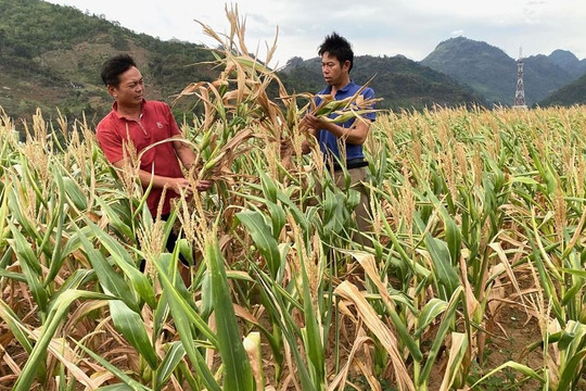  Lai Châu: Sản xuất nông nghiệp gặp khó do khô hạn kéo dài