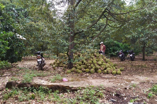 Bình Thuận: Hơn 1 nghìn tấn quả sầu riêng “bay” theo dông, lốc