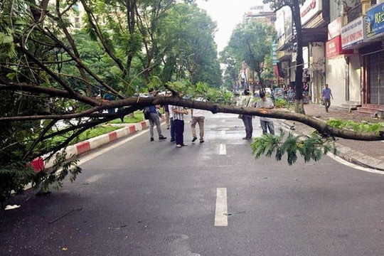 Hà Nội: Nỗi lo cây đổ mùa mưa bão