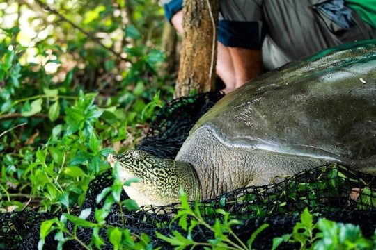 Hà Nội: Làm rõ nguyên nhân rùa quý hiếm nhất thế giới chết ở hồ Đồng Mô