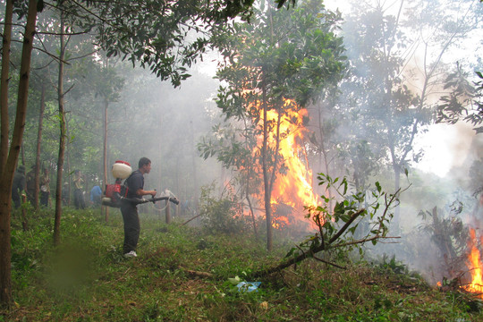 Hà Tĩnh: Thành lập 345 tổ đội thường trực phòng chống cháy rừng