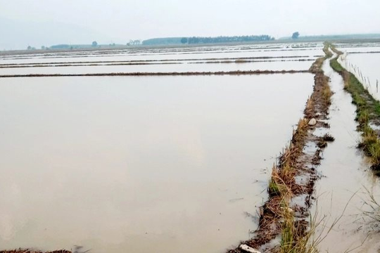 Mưa lớn kéo dài, hàng trăm ha lúa hè thu ở Bình Thuận bị ngập úng