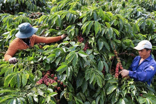 Diện tích trồng cà phê ở Việt Nam giảm gần một nửa do biến đổi khí hậu