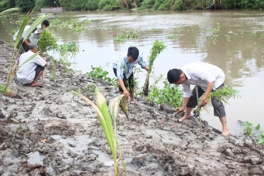 Hậu Giang trồng hơn 5.000 cây tràm và dừa  làm kè chống sạt lở bờ sông