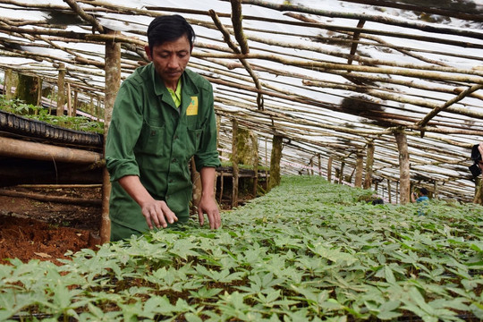 Phấn đấu đến năm 2030 trồng khoảng 21.000 ha Sâm Việt Nam