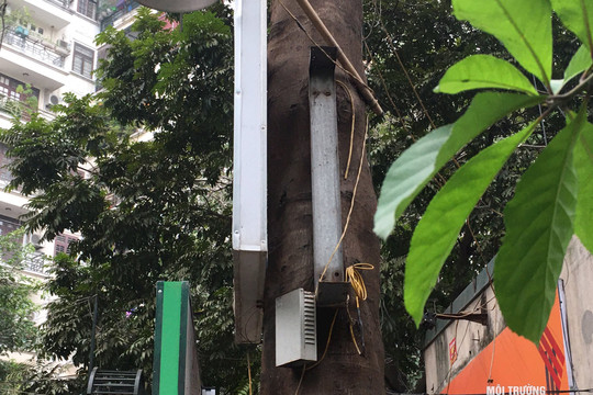 Hà Nội: Xót xa hình ảnh cây xanh bị đóng đinh tràn lan để treo biển quảng cáo 