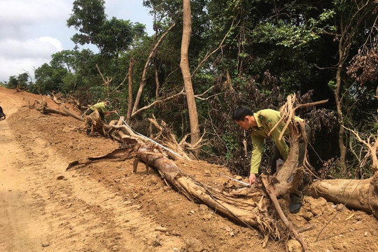 Phó Thủ tướng yêu cầu xác minh, làm rõ vụ phá rừng tự nhiên tại Quảng Ngãi