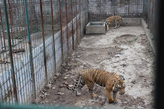 Một hộ dân tự nguyện bàn giao 6 con hổ được nuôi nhốt gần 20 năm