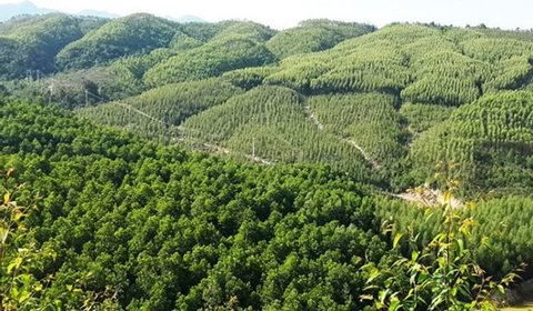 Diện tích rừng toàn quốc năm 2022 của Việt Nam là gần 15 triệu ha