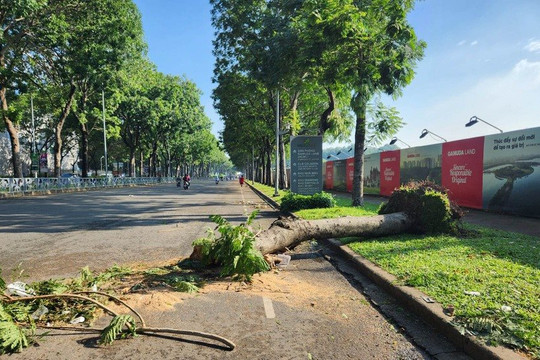 TP Hồ Chí Minh: Cây xanh ngã đổ hàng loạt sau mưa giông