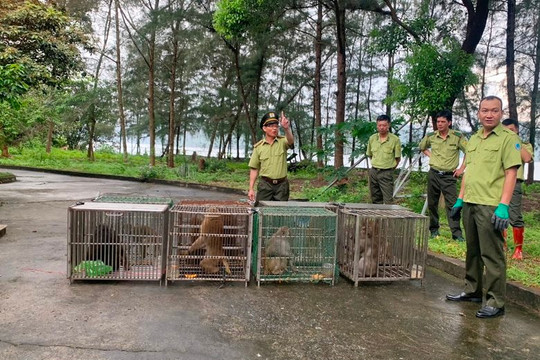 Quảng Ninh: Thả 10 cá thể khỉ về môi trường tự nhiên